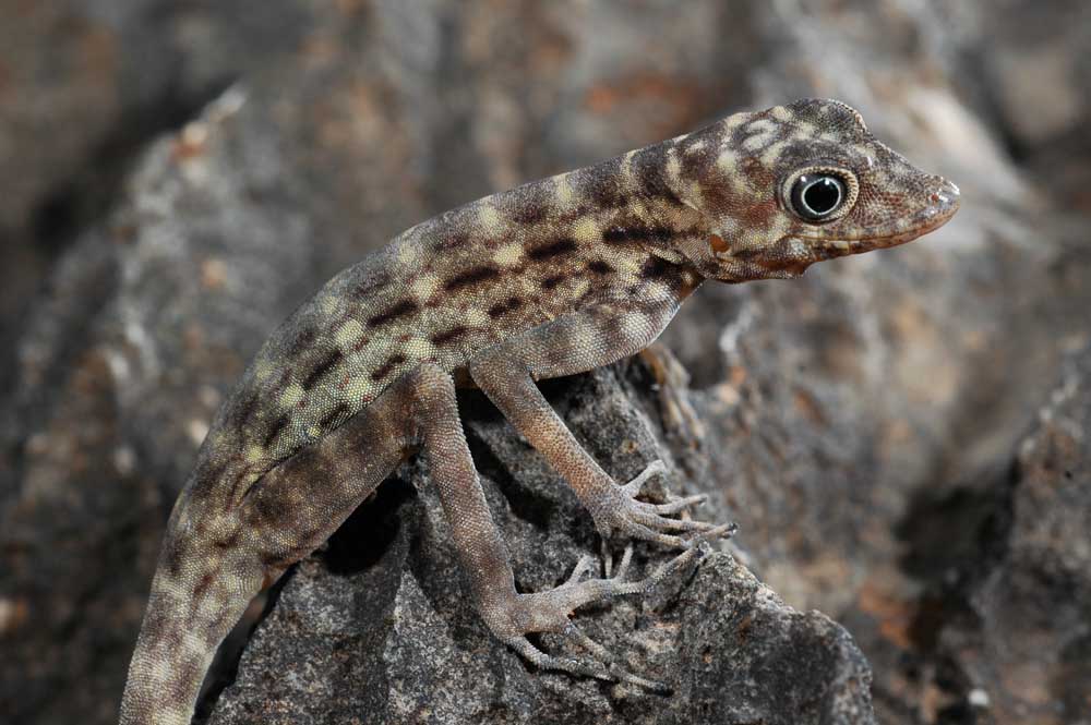 Pristurus insignis